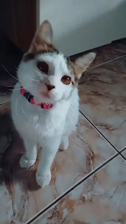 Gato raça SRD-ViraLata idade 2 a 6 meses nome Luck e Cristal