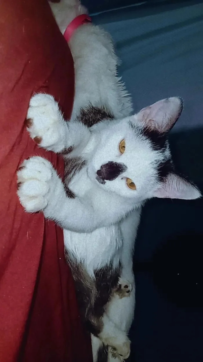 Gato raça SRD-ViraLata idade 2 a 6 meses nome Luck e Cristal