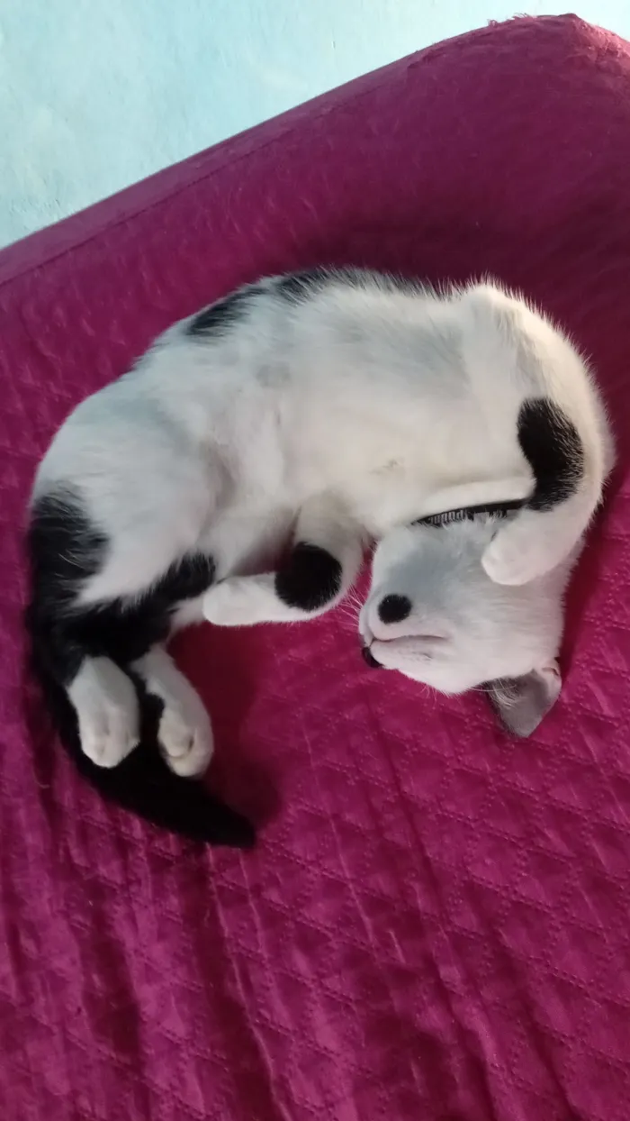 Gato raça SRD-ViraLata idade 2 a 6 meses nome Luck e Cristal