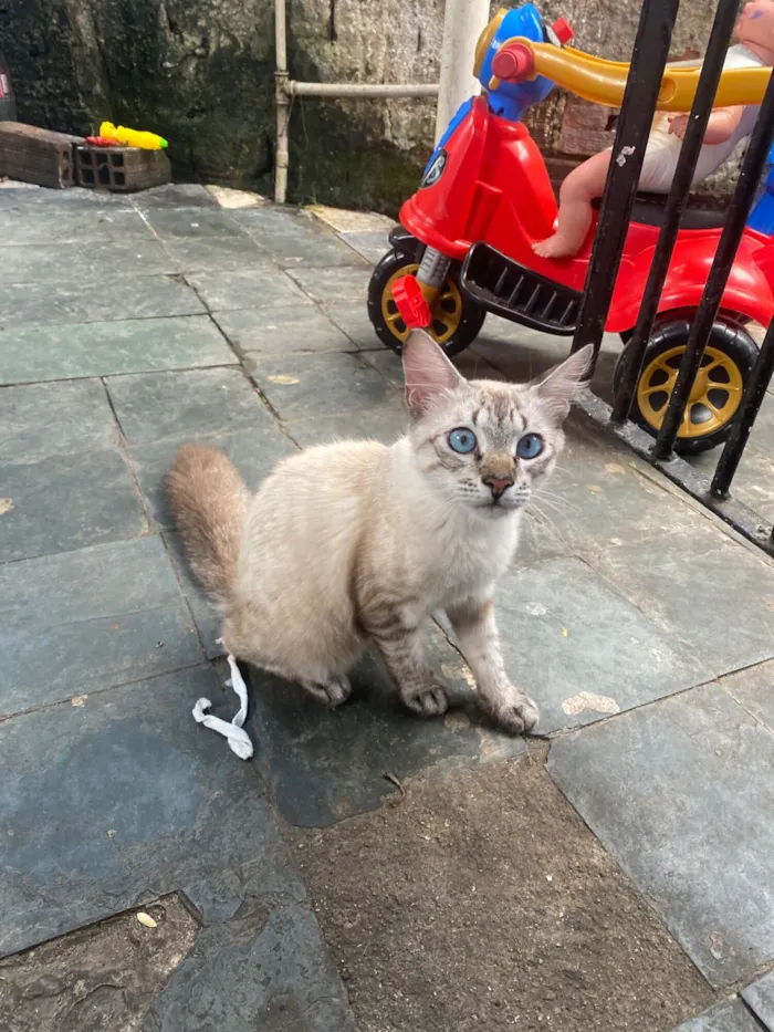 Gato raça SRD-ViraLata idade 1 ano nome Eva 