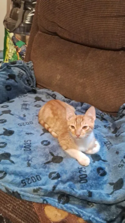 Gato raça SRD-ViraLata idade 2 a 6 meses nome Enzo