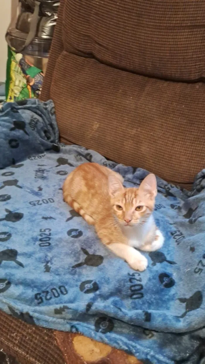 Gato raça SRD-ViraLata idade 2 a 6 meses nome Enzo