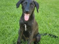 Cachorro raça SRD-ViraLata idade 2 a 6 meses nome Raj