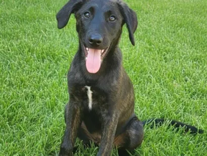 Cachorro raça SRD-ViraLata idade 2 a 6 meses nome Raj