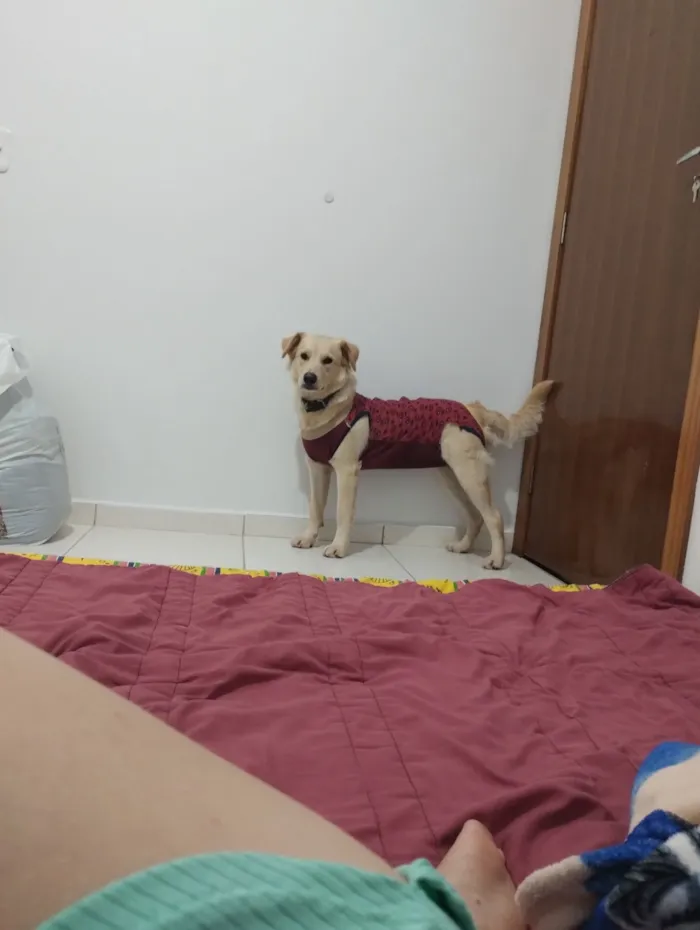 Cachorro raça SRD-ViraLata idade 2 anos nome Amora 