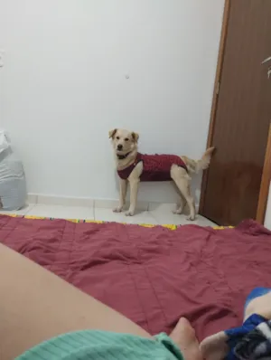 Cachorro raça SRD-ViraLata idade 2 anos nome Amora 