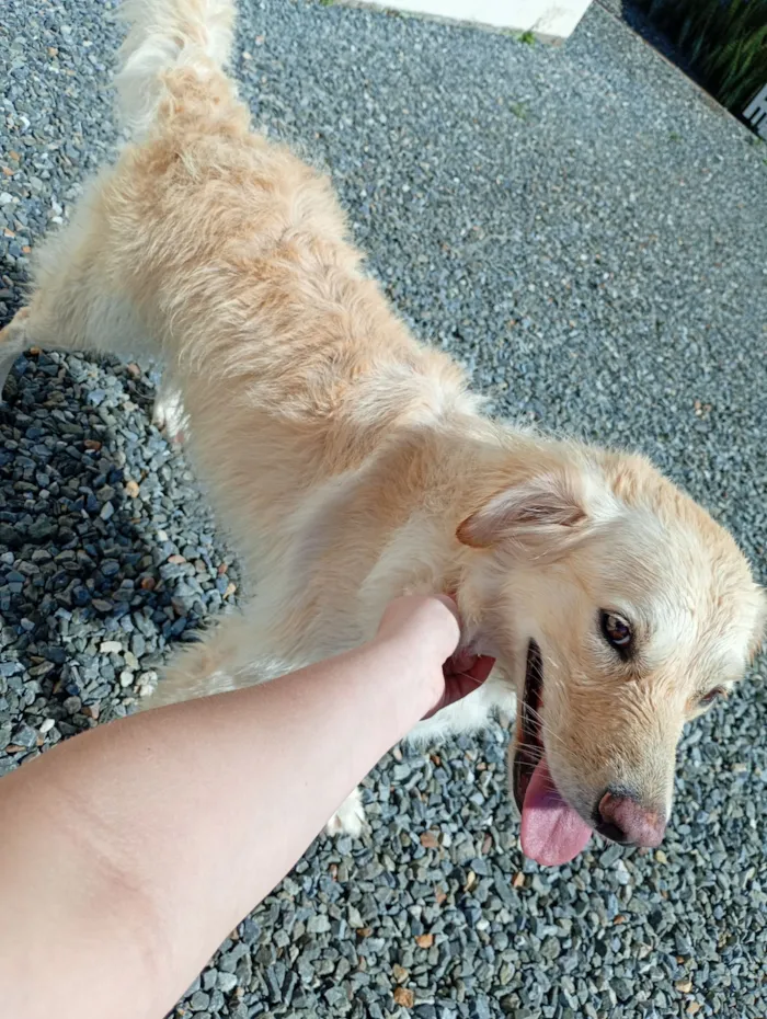 Cachorro raça SRD-ViraLata idade 2 anos nome Amora 