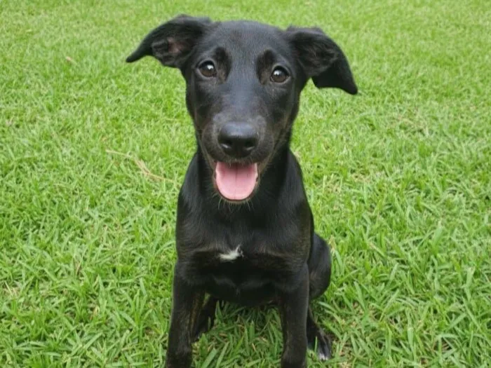 Cachorro raça SRD-ViraLata idade 2 a 6 meses nome Nymeria