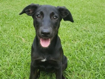 Cachorro raça SRD-ViraLata idade 2 a 6 meses nome Nymeria