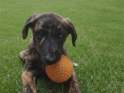Cachorro raça SRD-ViraLata idade 2 a 6 meses nome Storm