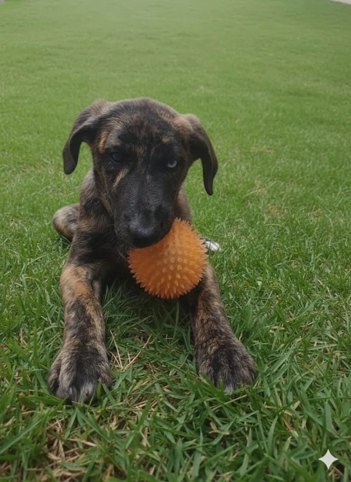 Cachorro raça SRD-ViraLata idade 2 a 6 meses nome Storm