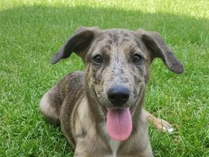 Cachorro raça SRD-ViraLata idade 2 a 6 meses nome Wolf