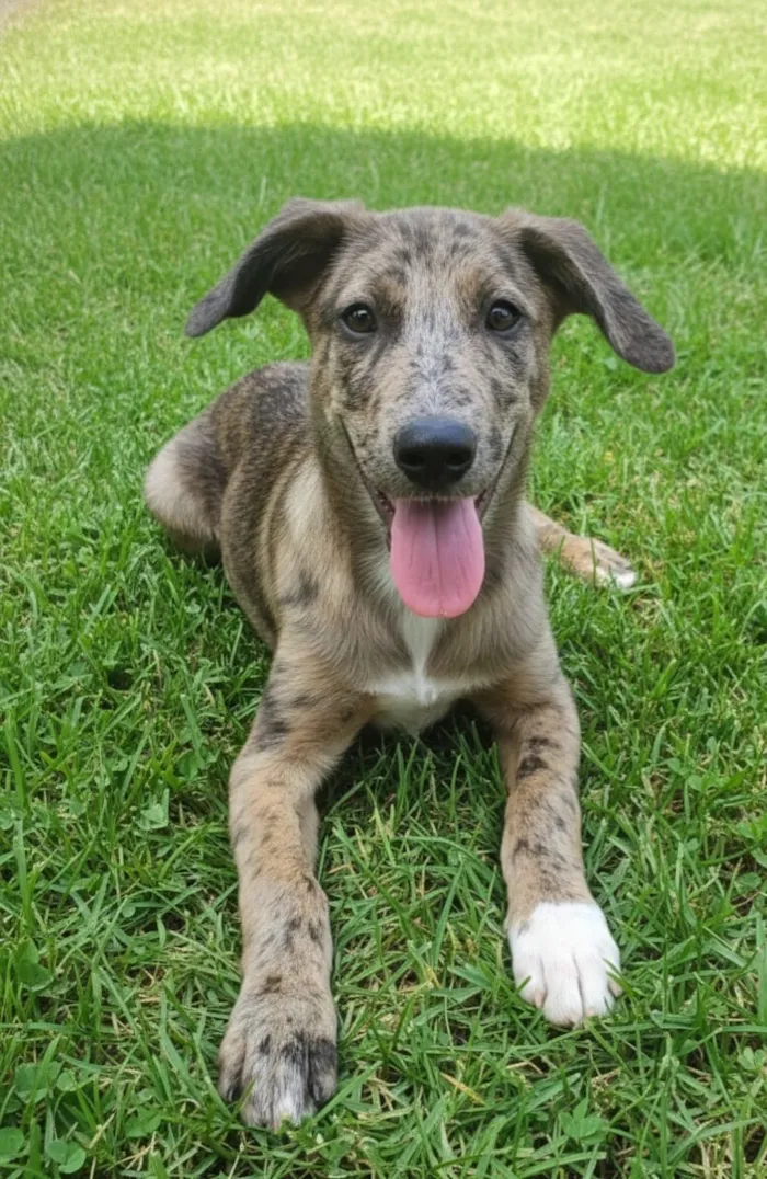 Cachorro raça SRD-ViraLata idade 2 a 6 meses nome Wolf