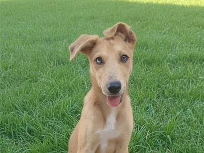 Cachorro raça SRD-ViraLata idade 2 a 6 meses nome Zalilah