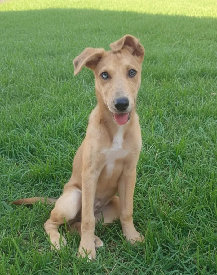 Cachorro raça SRD-ViraLata idade 2 a 6 meses nome Zalilah