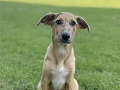 Cachorro raça SRD-ViraLata idade 2 a 6 meses nome Mahfuz