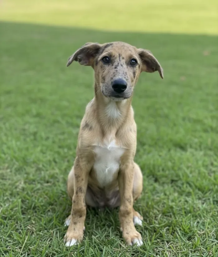 Cachorro raça SRD-ViraLata idade 2 a 6 meses nome Mahfuz