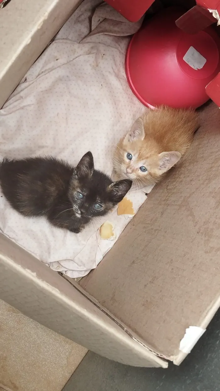 Gato raça SRD-ViraLata idade Abaixo de 2 meses nome Não tem nome ainda