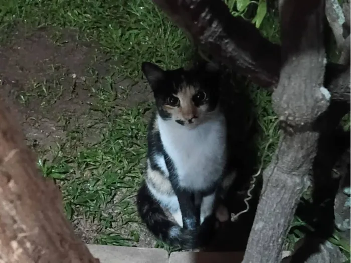 Gatinha tricolor castrada