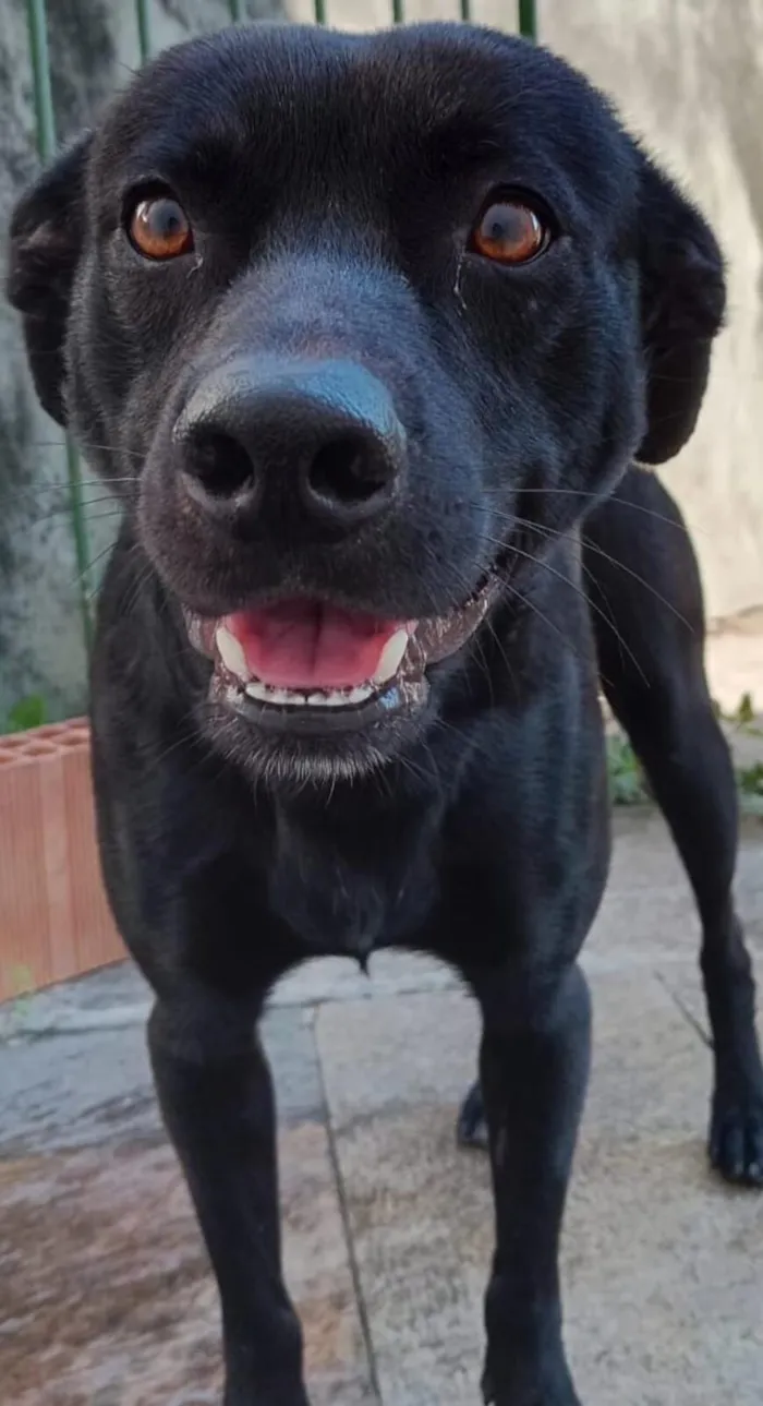 Cachorro raça SRD-ViraLata idade 1 ano nome Café 