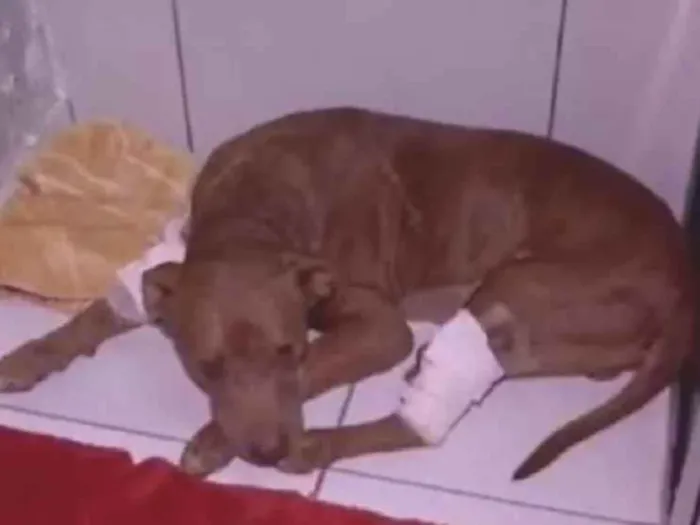 Gato raça Angorá idade Abaixo de 2 meses nome teste