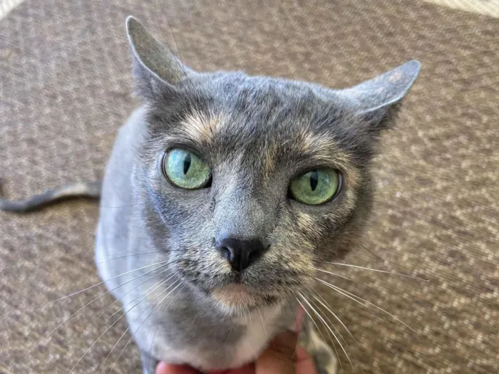 Gato raça SRD-ViraLata idade 6 ou mais anos nome Selina 