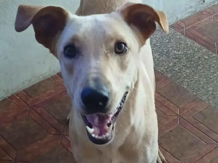 Cachorro raça SRD-ViraLata idade 1 ano nome Branca 