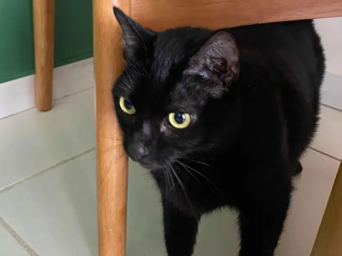 Gato raça SRD-ViraLata idade 4 anos nome Magie 