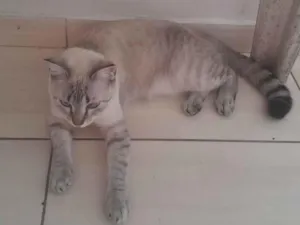 Gato raça SRD-ViraLata idade 7 a 11 meses nome Lilith