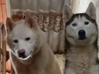 Cachorro raça Husky Siberiano idade 1 ano nome PALOMA DE ALMEIDA DA SILVA