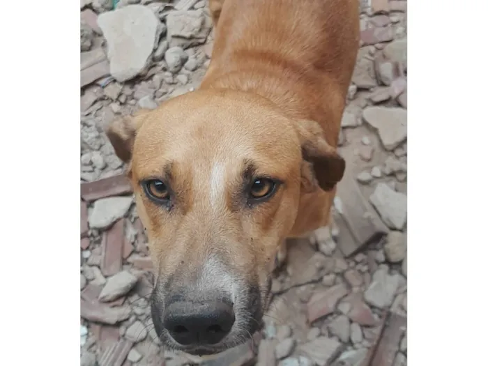 Cachorro raça SRD-ViraLata idade 3 anos nome Betolve 