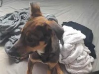 Cachorro raça SRD-ViraLata idade 2 a 6 meses nome VIK