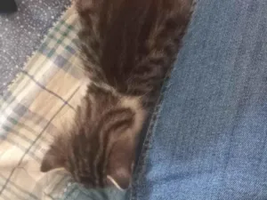 Gato raça SRD-ViraLata idade 2 a 6 meses nome Nina