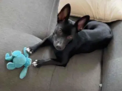 Cachorro raça SRD-ViraLata idade 7 a 11 meses nome Jujuba