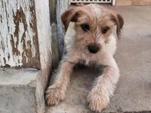 Cachorro raça SRD-ViraLata idade 2 a 6 meses nome aline woitowicz