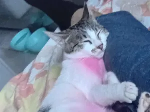 Gato raça SRD-ViraLata idade 7 a 11 meses nome Pink