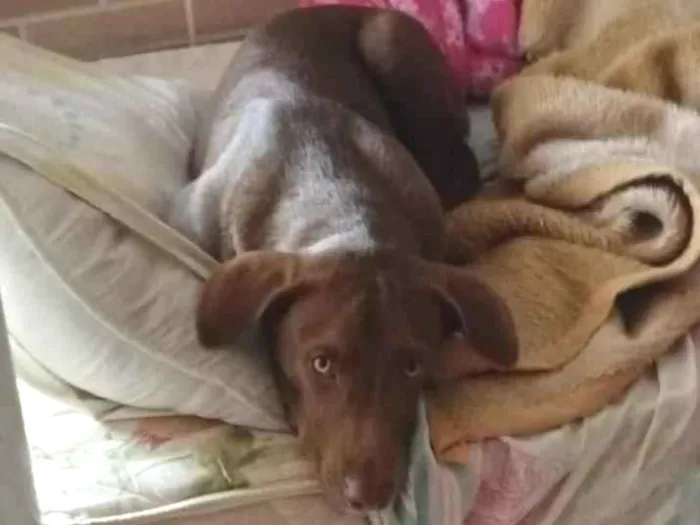 Cachorro raça SRD-ViraLata idade 1 ano nome Thor