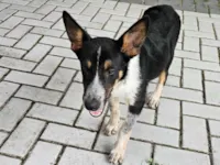 Cachorro raça SRD-ViraLata idade 1 ano nome Não sei 