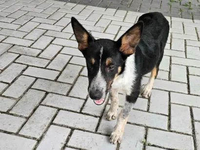 Cachorro raça SRD-ViraLata idade 2 anos nome Não sei 