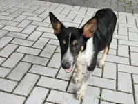 Cachorro raça SRD-ViraLata idade 2 anos nome Não sei 