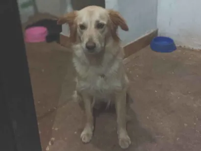 Cachorro raça Labrador idade 2 anos nome Mel