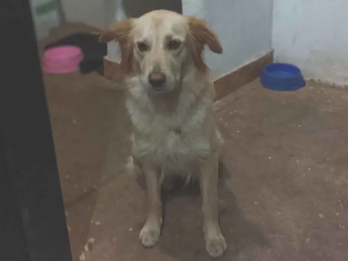 Cachorro raça Labrador idade 2 anos nome Mel