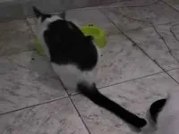 Gato raça SRD-ViraLata idade 2 a 6 meses nome Sem nome 