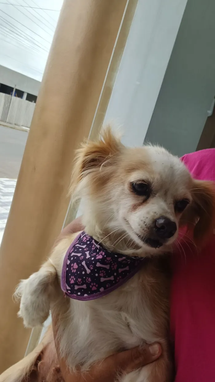 Cachorro raça SRD-ViraLata idade 6 ou mais anos nome Bela