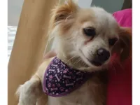 Cachorro raça SRD-ViraLata idade 6 ou mais anos nome Bela