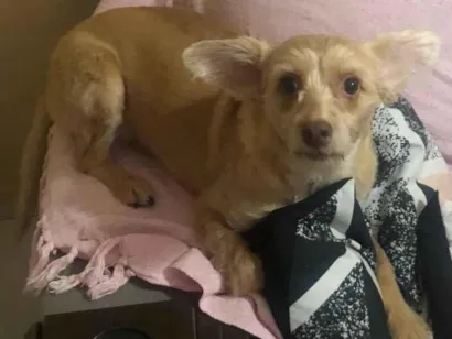 Cachorro raça SRD-ViraLata idade 5 anos nome Lili