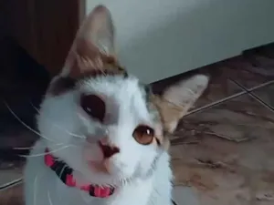 Gato raça SRD-ViraLata idade 2 a 6 meses nome Luck e Cristal