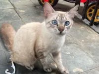 Gato raça SRD-ViraLata idade 1 ano nome Eva 