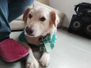 Cachorro raça SRD-ViraLata idade 2 anos nome Amora 