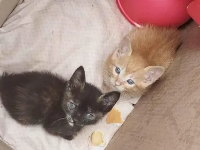 Gato raça SRD-ViraLata idade Abaixo de 2 meses nome Não tem nome ainda